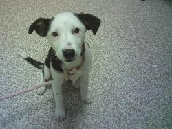 Shelter Stray Male Dog last seen Near BLOCK W 13TH ST, PUEBLO CO 81003, 4600 Eagleridge Pl, Pueblo, CO 81008, USA