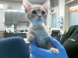 Shelter Stray Male Cat last seen RIO LINDA BLVD/ELKHORN BLVD, 95673, 3839 Bradshaw Rd, Sacramento, CA 95827, USA