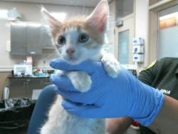 Shelter Stray Male Cat last seen RIO LINDA BLVD/ELKHORN BLVD, 95673, 3839 Bradshaw Rd, Sacramento, CA 95827, USA