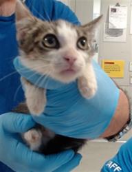 Shelter Stray Male Cat last seen Near BLOCK UTAH/ 24TH ST, 1419 Bryant St, San Francisco, CA 94103, USA