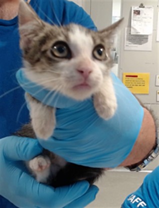 Shelter Stray Male Cat last seen Near BLOCK UTAH/ 24TH ST, 1419 Bryant St, San Francisco, CA 94103, USA