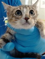 Shelter Stray Female Cat last seen Near BLOCK UTAH/ 24TH ST, 1419 Bryant St, San Francisco, CA 94103, USA