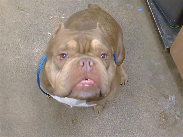Shelter Stray Male Dog last seen GREENBACK LN/ DEWEY DR, 95621, 3839 Bradshaw Rd, Sacramento, CA 95827, USA