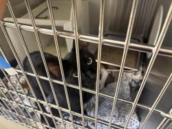 Shelter Stray Male Cat last seen Near BLOCK N 39TH ST, 3839 W Burnham St, West Milwaukee, WI 53215, USA