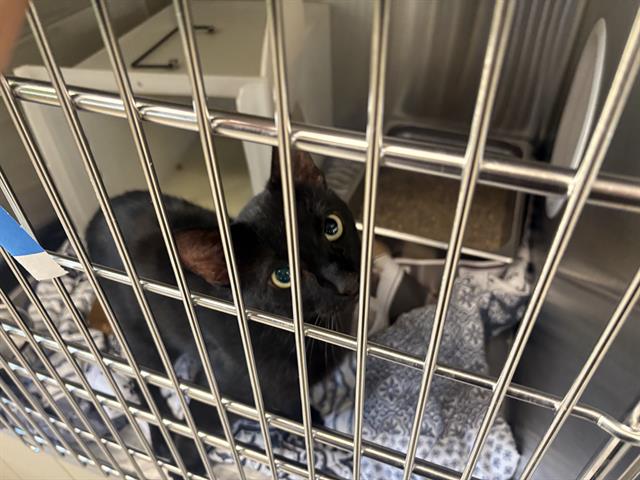 Shelter Stray Male Cat last seen Near BLOCK N 39TH ST, 3839 W Burnham St, West Milwaukee, WI 53215, USA