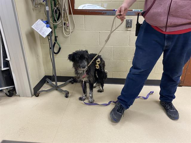 Shelter Stray Female Dog last seen SHERMAN, 3839 W Burnham St, West Milwaukee, WI 53215, USA