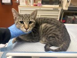 Shelter Stray Male Cat last seen Near BLOCK N 28TH ST, 3839 W Burnham St, West Milwaukee, WI 53215, USA