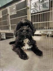 Shelter Stray Unknown Dog last seen , West Valley Animal Shelter, 20655 Plummer St, Chatsworth, CA 91311, USA