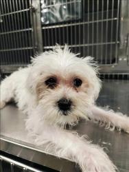 Shelter Stray Unknown Dog last seen , West Valley Animal Shelter, 20655 Plummer St, Chatsworth, CA 91311, USA