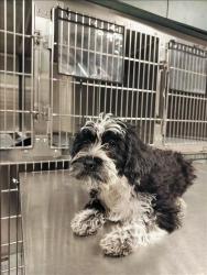 Shelter Stray Unknown Dog last seen , West Valley Animal Shelter, 20655 Plummer St, Chatsworth, CA 91311, USA