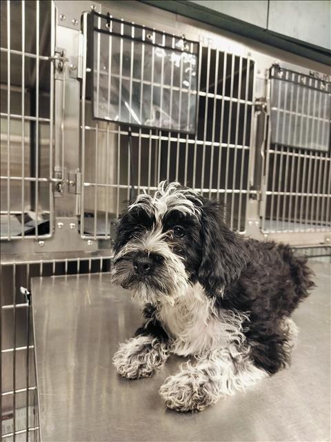 Shelter Stray Unknown Dog last seen , West Valley Animal Shelter, 20655 Plummer St, Chatsworth, CA 91311, USA