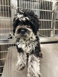 Shelter Stray Unknown Dog last seen , West Valley Animal Shelter, 20655 Plummer St, Chatsworth, CA 91311, USA