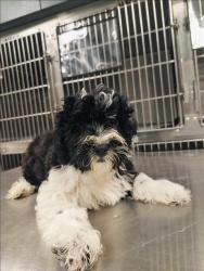 Shelter Stray Unknown Dog last seen , West Valley Animal Shelter, 20655 Plummer St, Chatsworth, CA 91311, USA