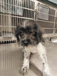 Shelter Stray Unknown Dog last seen , West Valley Animal Shelter, 20655 Plummer St, Chatsworth, CA 91311, USA