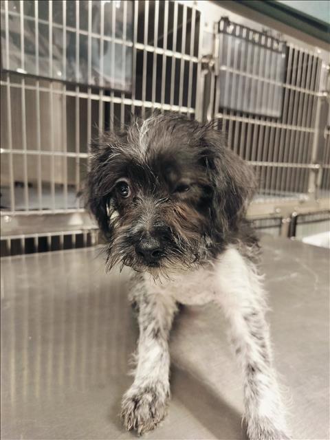 Shelter Stray Unknown Dog last seen , West Valley Animal Shelter, 20655 Plummer St, Chatsworth, CA 91311, USA