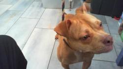 Shelter Stray Female Dog last seen CHARLOTTE, 8315 Byrum Dr, Charlotte, NC 28217, USA