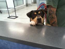 Shelter Stray Male Dog last seen CHARLOTTE, 8315 Byrum Dr, Charlotte, NC 28217, USA