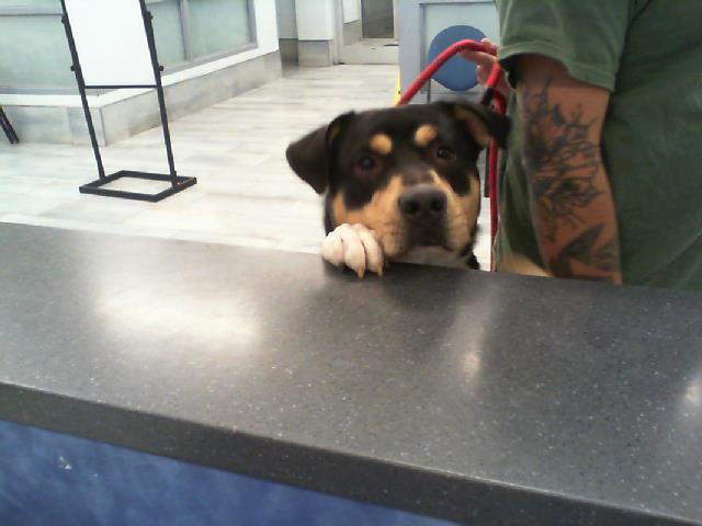 Shelter Stray Male Dog last seen CHARLOTTE, 8315 Byrum Dr, Charlotte, NC 28217, USA