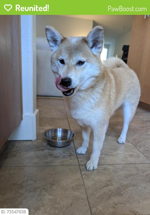 Reunited Female Dog last seen Baze Rd San Mateo, San Mateo, CA 94403