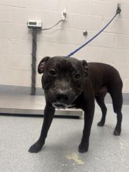 Shelter Stray Male Dog last seen Near, 5001 E Raymond St, Indianapolis, IN 46203, USA