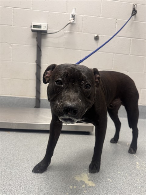 Shelter Stray Male Dog last seen Near, 5001 E Raymond St, Indianapolis, IN 46203, USA