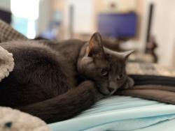 Lost Male Cat last seen Carolina Oaks Ave, Johnston County, NC 27577