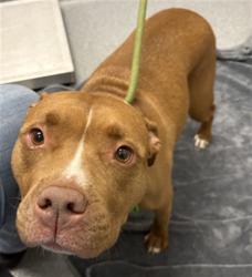 Shelter Stray Female Dog last seen Near, 5001 E Raymond St, Indianapolis, IN 46203, USA
