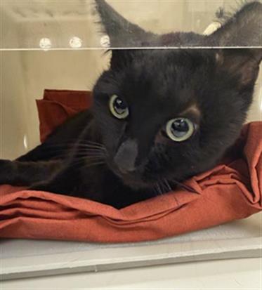Shelter Stray Male Cat last seen Near BLOCK YALE ST, HEMET, CA, 581 S Grand Ave, San Jacinto, CA 92582, USA