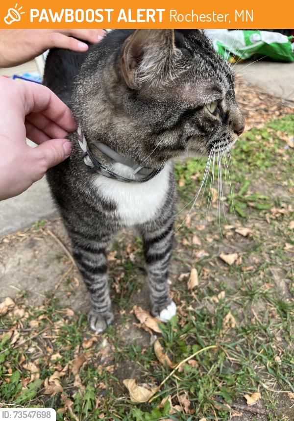 Found/Stray Male Cat last seen 9th Ave, Rochester, MN 55901
