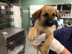 Shelter Stray Male Dog last seen FLORIDA/SAN JACINTO, SAN JACINTO CA 92582, 581 S Grand Ave, San Jacinto, CA 92582, USA
