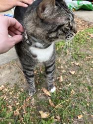 Found/Stray Male Cat last seen 9th Ave, Rochester, MN 55901
