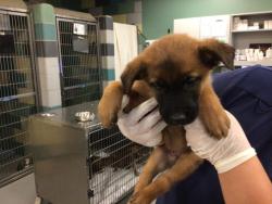 Shelter Stray Female Dog last seen FLORIDA/SAN JACINTO, SAN JACINTO CA 92582, 581 S Grand Ave, San Jacinto, CA 92582, USA