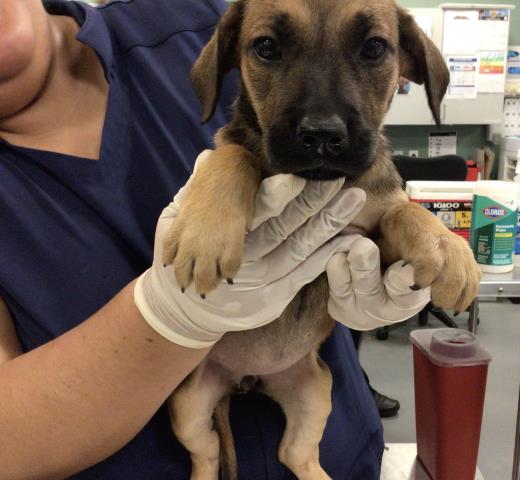 Shelter Stray Female Dog last seen FLORIDA/SAN JACINTO, SAN JACINTO CA 92582, 581 S Grand Ave, San Jacinto, CA 92582, USA