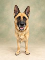 Shelter Stray Female Dog last seen , 29525 Agoura Rd, Agoura Hills, CA 91301, USA