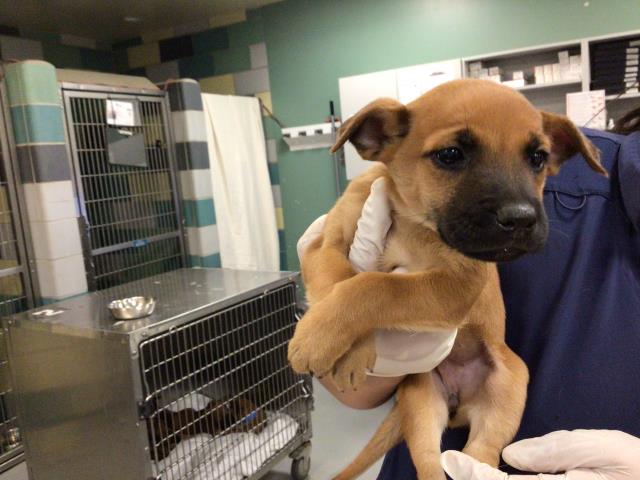 Shelter Stray Female Dog last seen FLORIDA/SAN JACINTO, SAN JACINTO CA 92582, 581 S Grand Ave, San Jacinto, CA 92582, USA