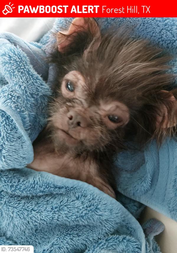 Lost Female Dog last seen Under the watertower Forest Hill TX, Forest Hill, TX 76119