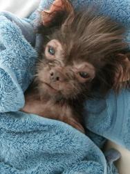 Lost Female Dog last seen Under the watertower Forest Hill TX, Forest Hill, TX 76119