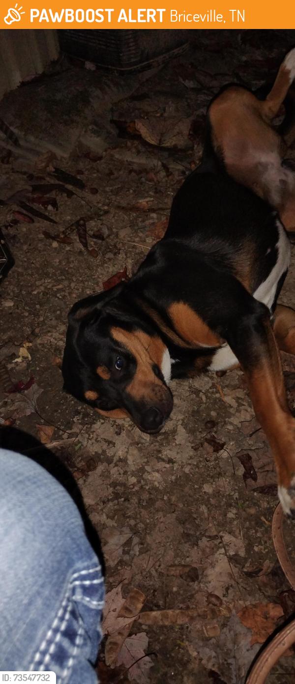 Found/Stray Female Dog last seen Laural grove, Briceville, TN 37710