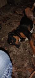 Found/Stray Female Dog last seen Laural grove, Briceville, TN 37710