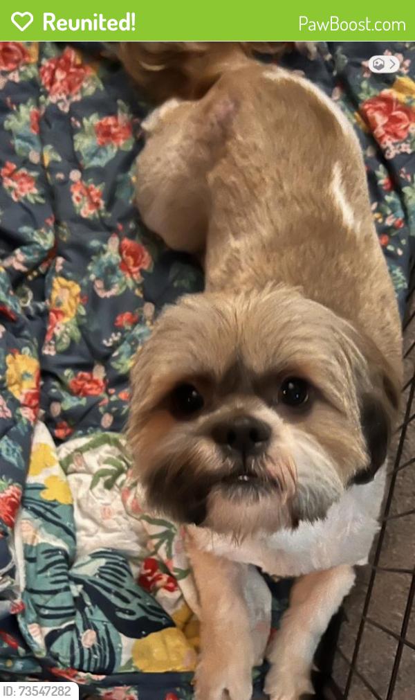 Reunited Male Dog last seen Near Puritan Lane, Wilkes-Barre, PA 18702