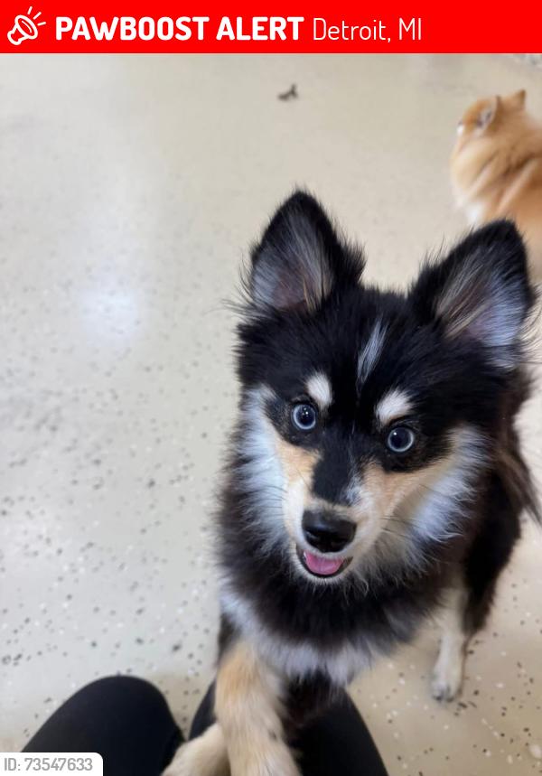 Lost Male Dog last seen Westphalia and Bringard, Detroit, MI 48205