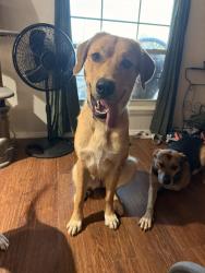 Reunited Female Dog last seen SW 97th and S McKinley Ave, Oklahoma City, OK 73139