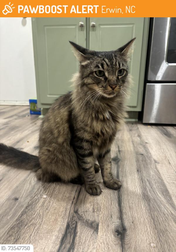 Found/Stray Unknown Cat last seen 13th street by CFS Truck and Diesel, Erwin, NC 28339
