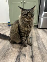 Found/Stray Unknown Cat last seen 13th street by CFS Truck and Diesel, Erwin, NC 28339