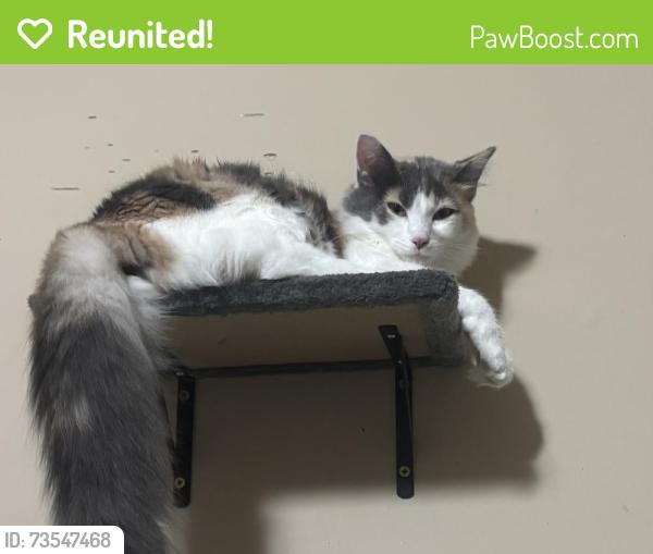 Reunited Female Cat last seen Iglehart Ave & Dale St N, St Paul, MN 55104, USA, Saint Paul, MN 55104