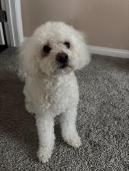 Reunited Female Dog last seen Independence community Vegas valley, Las Vegas, NV 89122
