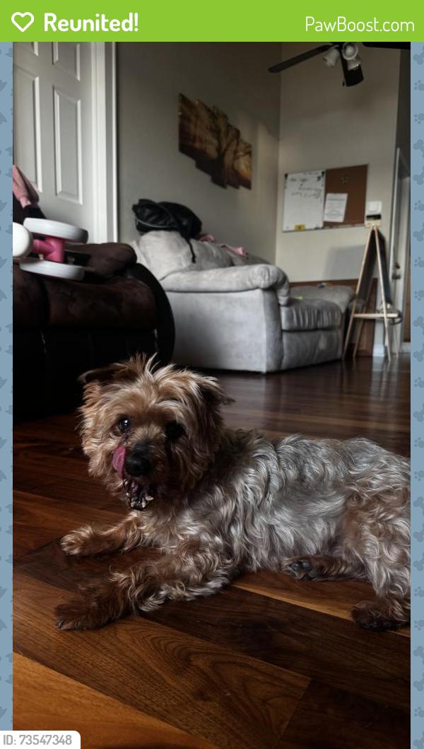Reunited Male Dog last seen Prairie Lake Blvd, Ocoee, FL 34761, USA, Ocoee, FL 34761