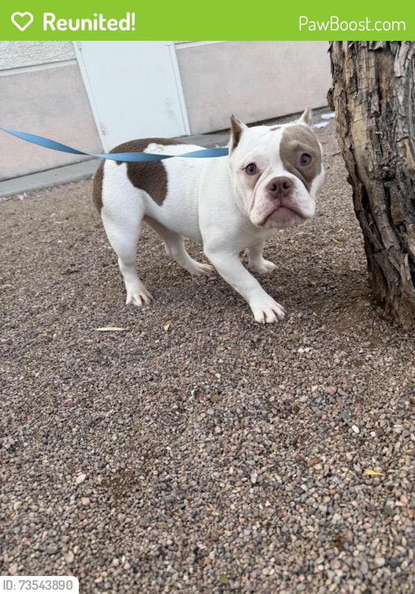 Reunited Female Dog last seen Park animal hosp, Henderson, NV 89012