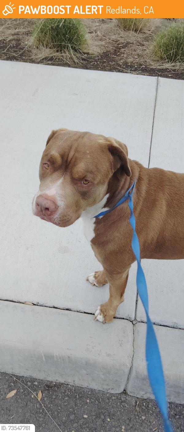 Found/Stray Male Dog last seen Near citrus High school, Redlands, CA 92374