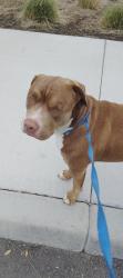 Found/Stray Male Dog last seen Near citrus High school, Redlands, CA 92374